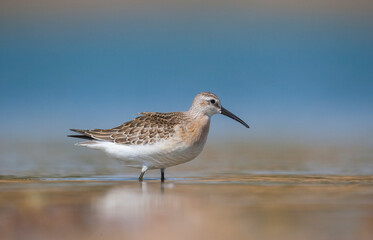 Curlew  Sandpiper (Calidris ferruginea) is It breeds in the plains of the Arctic sea at the north pole. It occurs in the northern parts of Asia, Europe and the Americas. 
