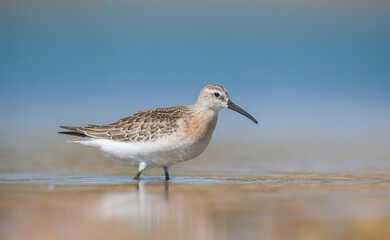 Curlew  Sandpiper (Calidris ferruginea) is It breeds in the plains of the Arctic sea at the north pole. It occurs in the northern parts of Asia, Europe and the Americas. 
