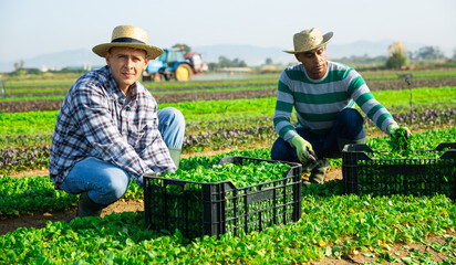 Team of workers harvests green canonigos on the field