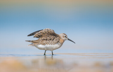 Curlew  Sandpiper (Calidris ferruginea) is It breeds in the plains of the Arctic sea at the north pole. It occurs in the northern parts of Asia, Europe and the Americas. 
