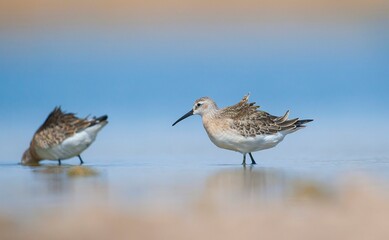 Curlew  Sandpiper (Calidris ferruginea) is It breeds in the plains of the Arctic sea at the north pole. It occurs in the northern parts of Asia, Europe and the Americas. 
