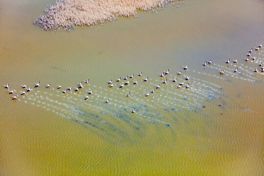 Flamingos taking of on water in the Aegean coast, Turkey.