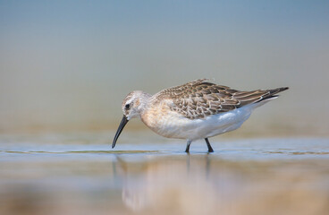 Curlew  Sandpiper (Calidris ferruginea) is It breeds in the plains of the Arctic sea at the north pole. It occurs in the northern parts of Asia, Europe and the Americas. 
