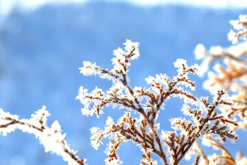 早朝の霜柱