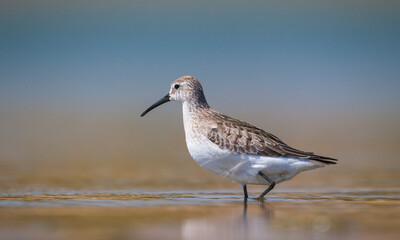 Curlew  Sandpiper (Calidris ferruginea) is It breeds in the plains of the Arctic sea at the north pole. It occurs in the northern parts of Asia, Europe and the Americas. 
