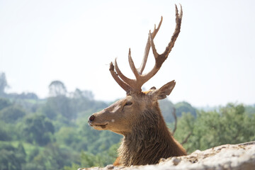 Naklejka na ściany i meble Pride deer with its characteristic antlers