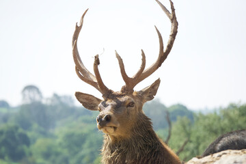 Pride deer with its characteristic antlers