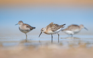 Curlew  Sandpiper (Calidris ferruginea) is It breeds in the plains of the Arctic sea at the north pole. It occurs in the northern parts of Asia, Europe and the Americas. 
