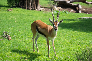Attentive gazelle in the field
