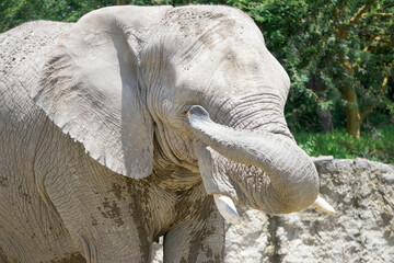 An elephant appears to scratch its eye with its trunk