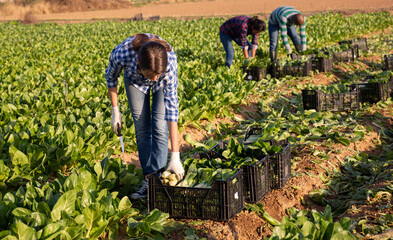 Female farmer harvesting green mangold in the garden