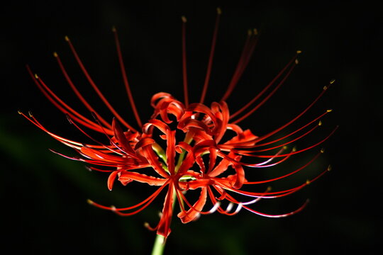 Tokyo,Japan - September 22, 2022: Closeup of red spider lily with swirly blur
