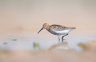 Dunlin (Calidris alpina) is a species that lives in wetlands in Asia, Europe, America and Africa.