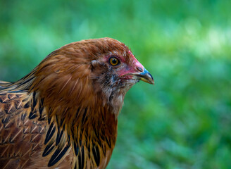 Chicken Profile