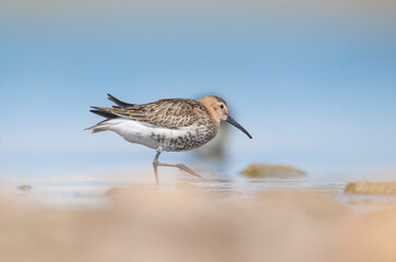 Dunlin (Calidris alpina) is a species that lives in wetlands in Asia, Europe, America and Africa.