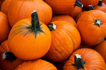 Many ripe pumpkins top view. Fall and Harvest Festival
