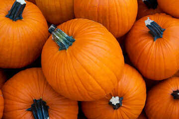 Many ripe pumpkins top view. Fall and Harvest Festival
