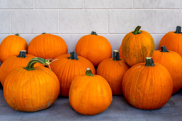 Lots of ripe pumpkins near the white wall. Fall and Harvest Festival