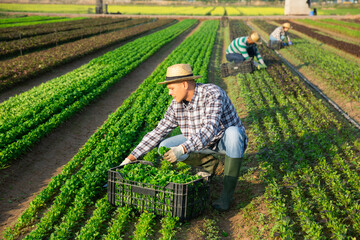 Focused farm worker hand harvesting organic corn salad crop on fertile agriculture land