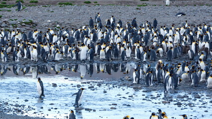 Obraz premium King penguin (Aptenodytes patagonicus) colony at Fortuna Bay, South Georgia Island