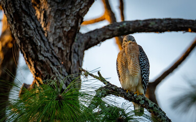 Red Shouldered Hawk with attitude
