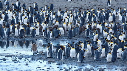 Obraz premium King penguin (Aptenodytes patagonicus) colony at Fortuna Bay, South Georgia Island