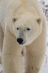 Fototapeta na wymiar Canada, Manitoba, Churchill. Polar bear with ear tag.