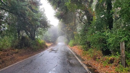 road in the woods