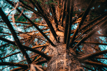 Branches coming out of the trunk of a pine tree