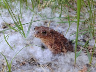 Young common toad (Bufo bufo) sitting in poplar tree seed fluff