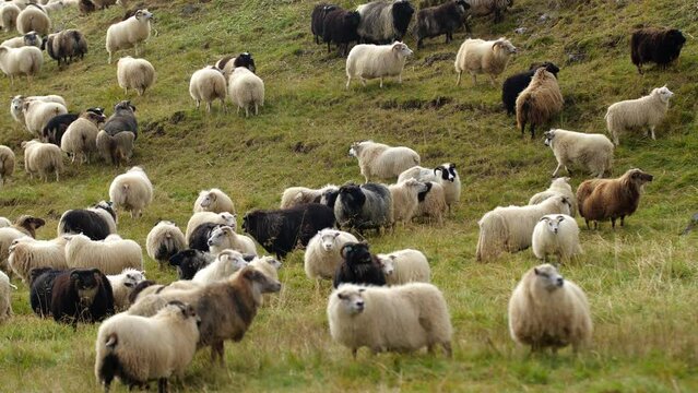 Sheep in Iceland nature, Lambs in ecological clean area, traditional animal husbandry and meat production