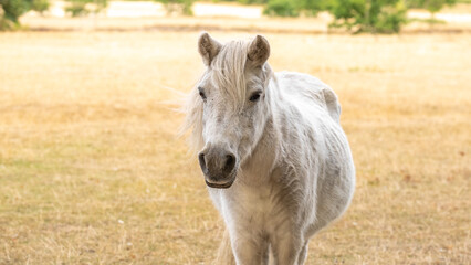 Pony horse.farm animal.White pony horse in paddock .Beautiful little horse in white color.