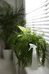 Beautiful plants and spray bottle on window sill at home. Space for text
