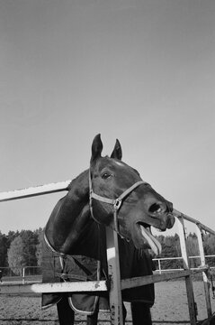 Portrait of funny horse