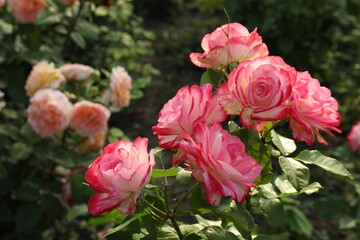 Beautiful blooming pink roses on bush outdoors, closeup. Space for text