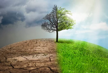 Deurstickers Concept of climate changing. Half dead and alive tree outdoors © New Africa