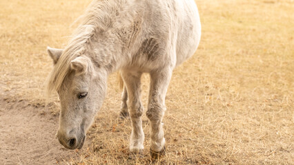 Pony horse.White pony horse in paddock.Close-up portrait of a horse with a developing mane....