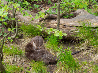 Eurasian otter during summer. Enclosure in the Bavarian Forest National Park, Germany, Bavaria