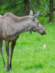 Naklejka na ściany i meble Moose or Elk. Enclosure in the Bavarian Forest National Park, Germany, Bavaria