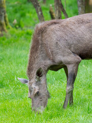 Naklejka na ściany i meble Moose or Elk. Enclosure in the Bavarian Forest National Park, Germany, Bavaria