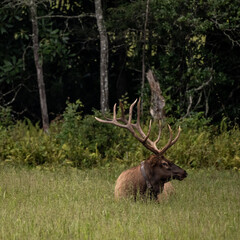 Collared Bull Elk Rests In The Grass