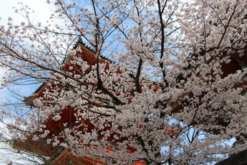桜のある神社