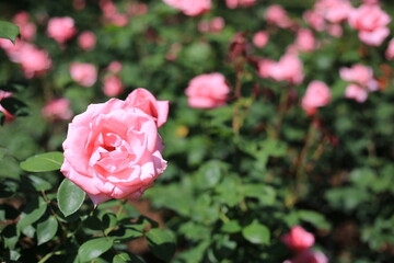 ピンクのばら