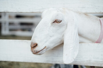 Funny face a white goat. A cute goat smiles at the camera