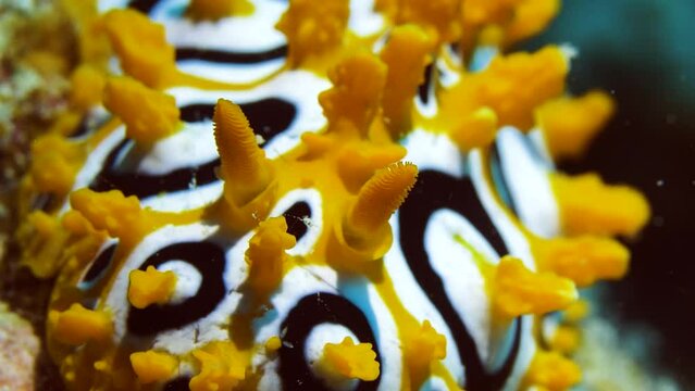 Amazing close-up and zoom-out of Pikachu looking nudibranch (Phyllidiella ocellata).