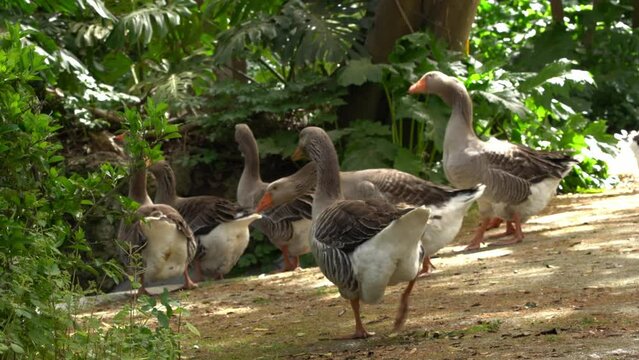 Beautiful park with peacocks, chickens, and ducks. Lisbon, Portugal #animalfootage #ducks