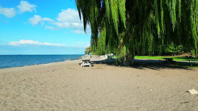 Empty Picnic Table At Sandy Beach Under Weeping Willow Tree, No People Dolly