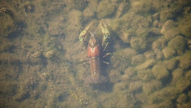 Crayfish crawling in shallow water in the Strawberry River in Utah.