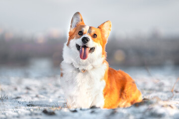 Funny Welsh corgi Pembroke or cardigan sits on snow, illuminated by golden rays of the sun. Happy pet is sticking out tongue and resting because it was running in the cold during a walk