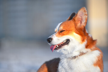 Cute Welsh Corgi Pembroke enjoys walk in residential complex on winter day. Red and white dog with tongue out on blurred background close view